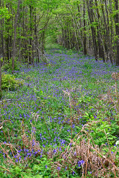 2404c014_GPX_jacintheDesBois_foretDeMontceaux_Trilport