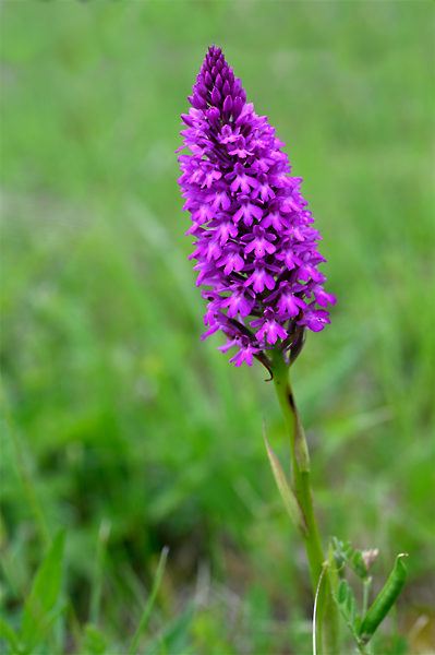 2605k040_GPX_orchisPyramidal_Nezel