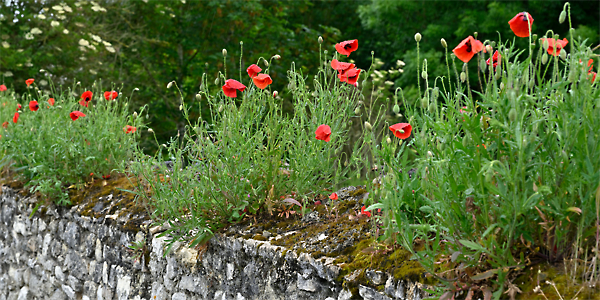 2605k051_GPX_coquelicots_Nezel