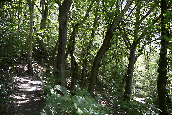 2606x022_GPX_foretDePortRoyal_LeMesnilStDenis